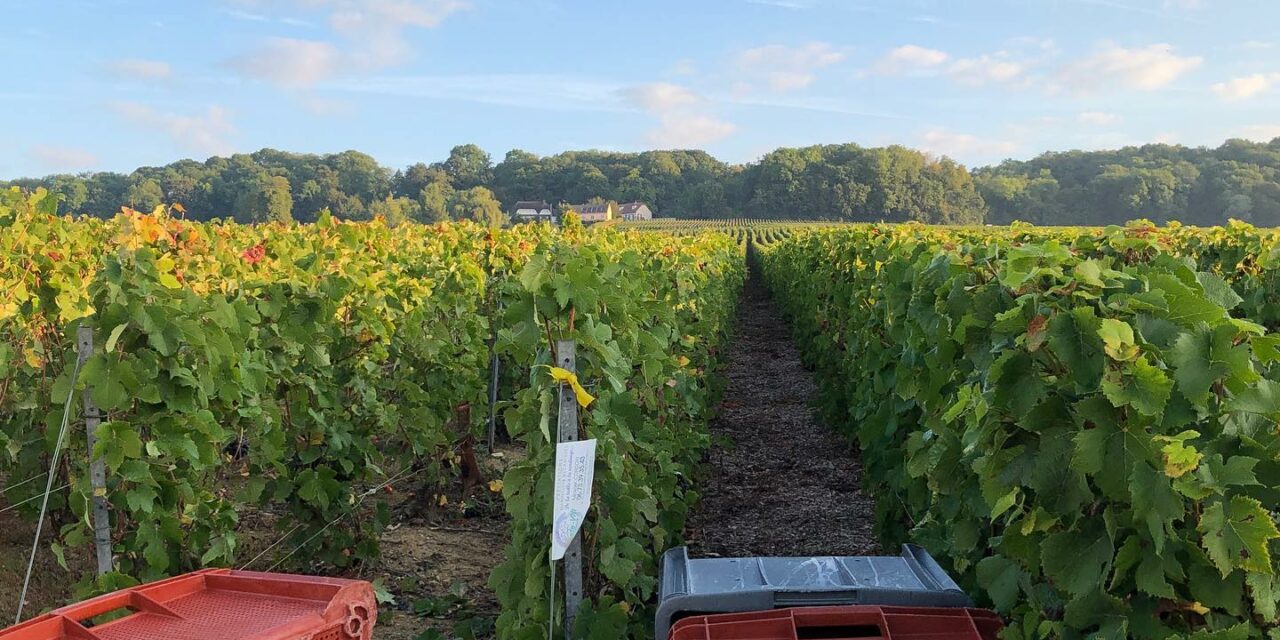 Les Vendanges : C’est Parti !