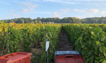 Les Vendanges : C’est Parti !