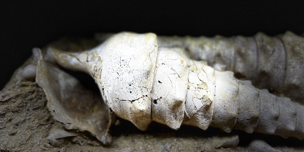 Fleury-la-Rivière  : Dans les entrailles de la Terre champenoise, la Cave aux Coquillages