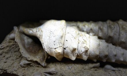 Fleury-la-Rivière  : Dans les entrailles de la Terre champenoise, la Cave aux Coquillages