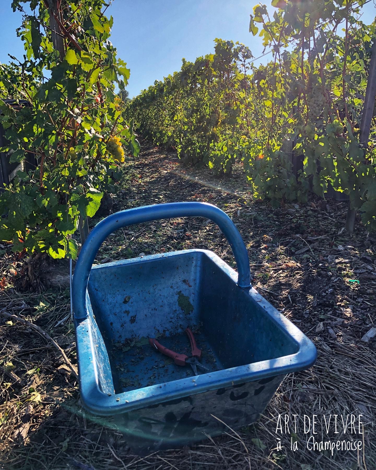 Les premiers coups de sécateurs dans le vignoble en Champagne