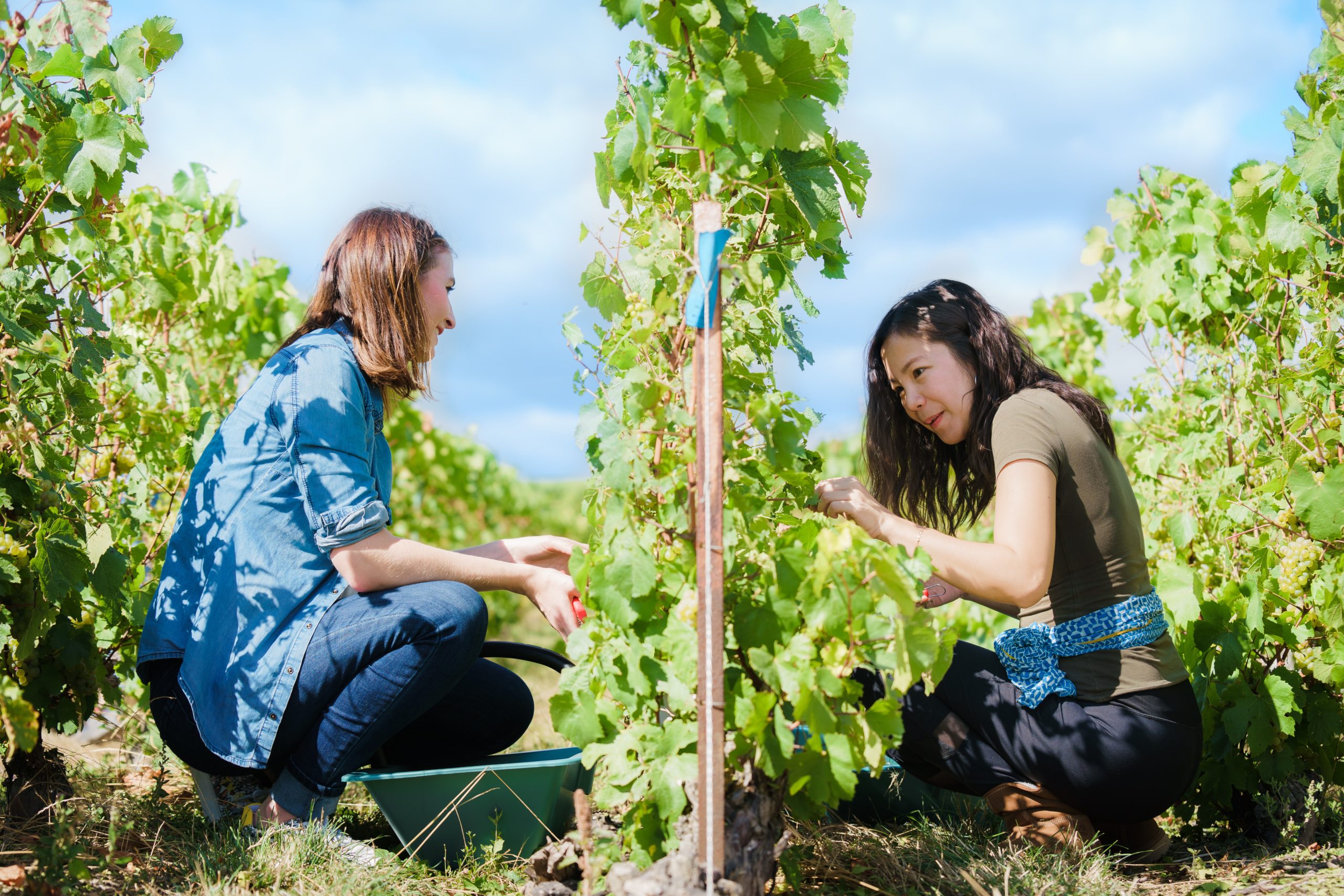 5ème édition de « Vendangeur d’un jour » : Une expérience à vivre dans le vignoble champenois