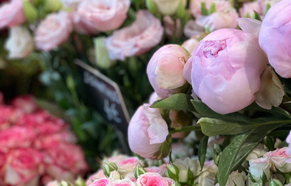 Reims – Centaurea, le Fleuriste de la Place du Forum : Couleurs et Parfums au Gré des Saisons