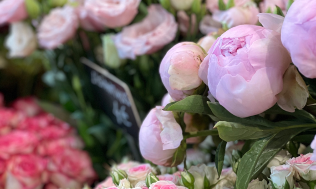 Reims – Centaurea, le Fleuriste de la Place du Forum : Couleurs et Parfums au Gré des Saisons