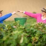 Champagne Varicour : la nouvelle marque lancée par Séverine Couvreur et son mari Aymeric.