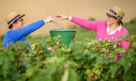 Champagne Varicour : la nouvelle marque lancée par Séverine Couvreur et son mari Aymeric.