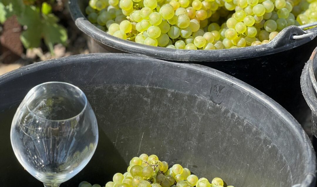 C’est parti pour les vendanges en Champagne !