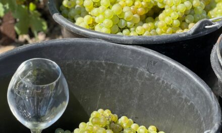 C’est parti pour les vendanges en Champagne !