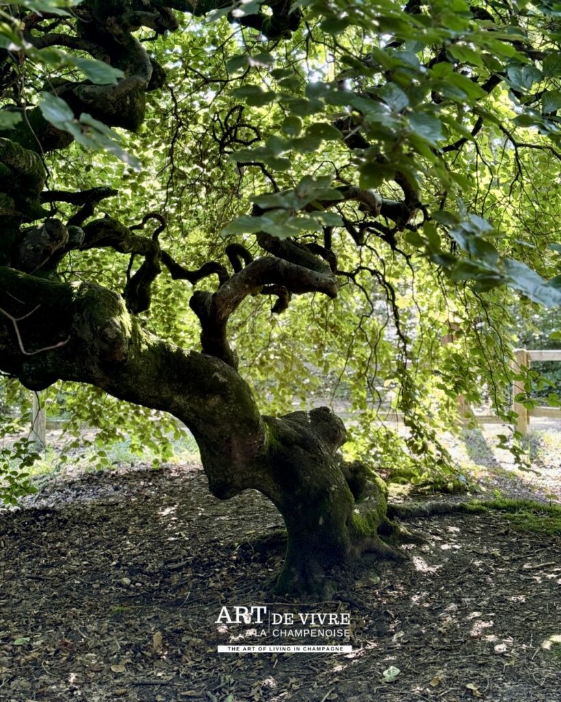 Sentier au cœur des Faux de Verzy
Fau tortillard aux branches noueuses
Vestiges de la Seconde Guerre mondiale près du Mont-Sinaï
Fau de la Demoiselle à Verzy