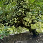 Verzy : les Faux, un patrimoine entre légende et mémoire