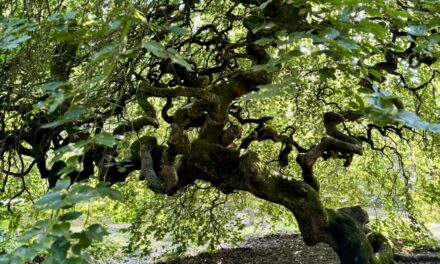 Verzy : les Faux, un patrimoine entre légende et mémoire