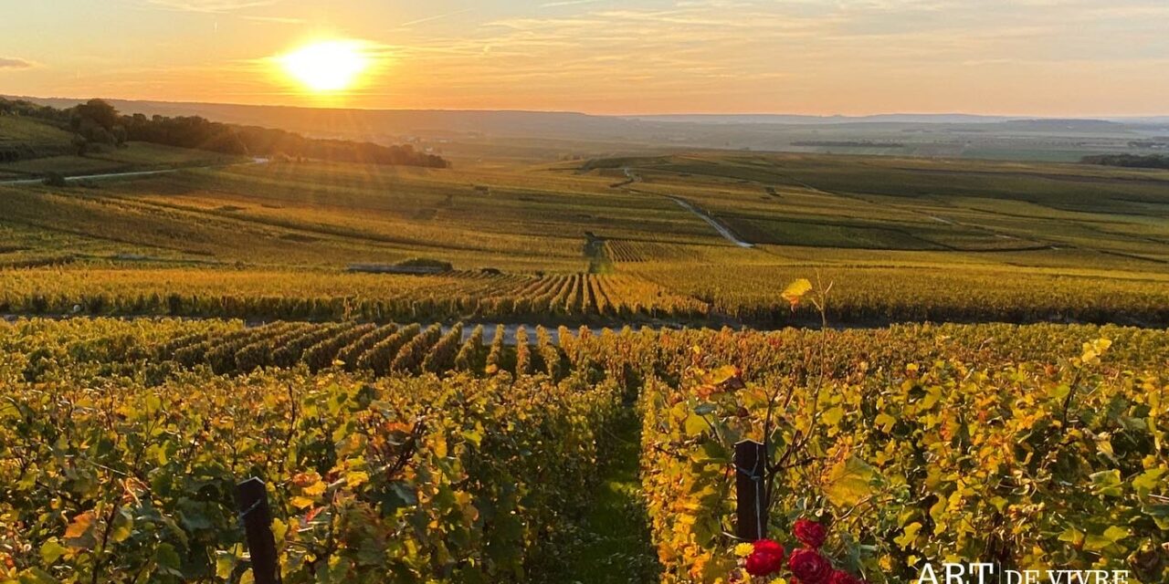 Climat et Champagne : entre adaptation viticole et maîtrise microbiologique (Olivier Piazza)