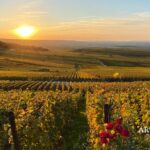 Climat et Champagne : entre adaptation viticole et maîtrise microbiologique (Olivier Piazza)