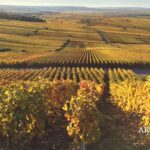 Climat et Champagne : entre adaptation viticole et maîtrise microbiologique (Christophe Gerland)