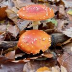 Forêts champenoises : l’automne en majesté