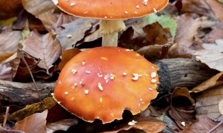 Forêts champenoises : l’automne en majesté