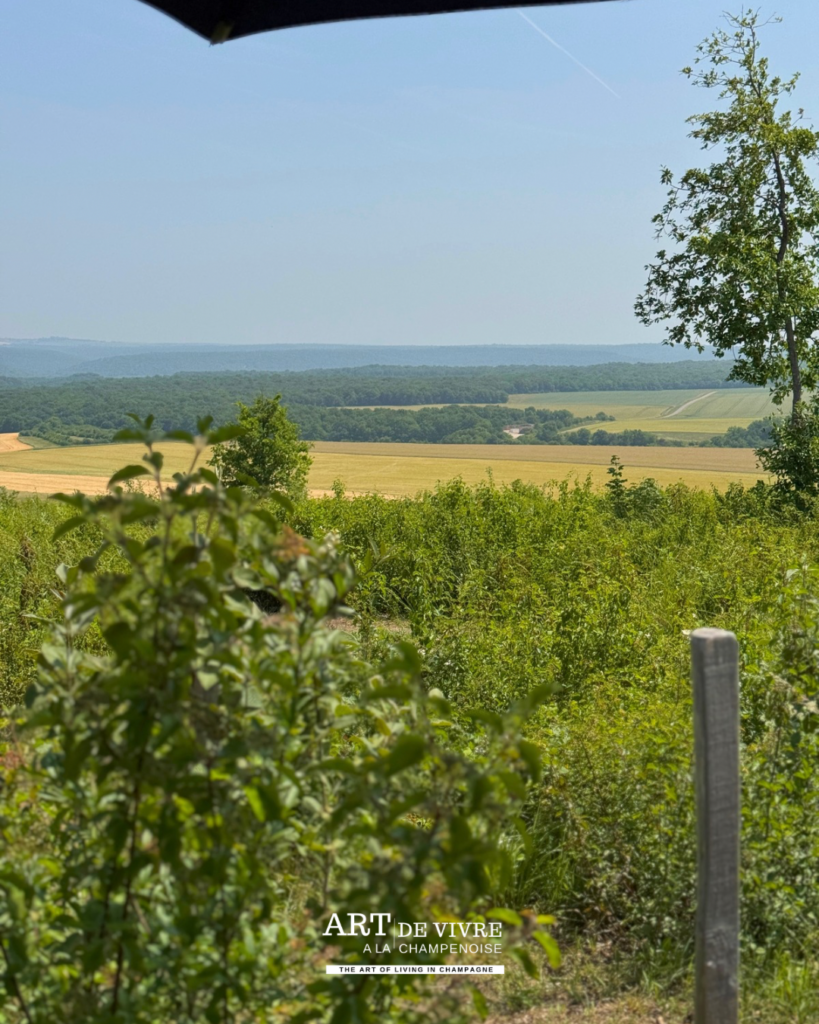Paysage de Champagne avec la croix de Lorraine à l’horizon