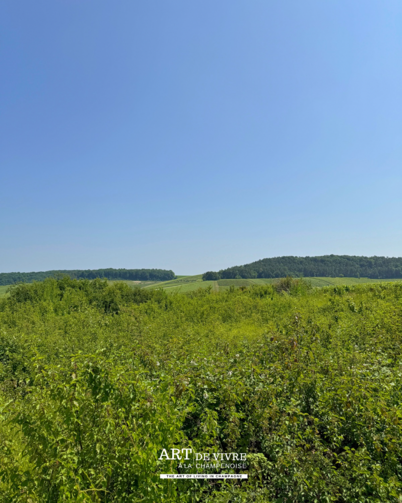 Forêt et vignes : Panorama sur la Côte des Bar