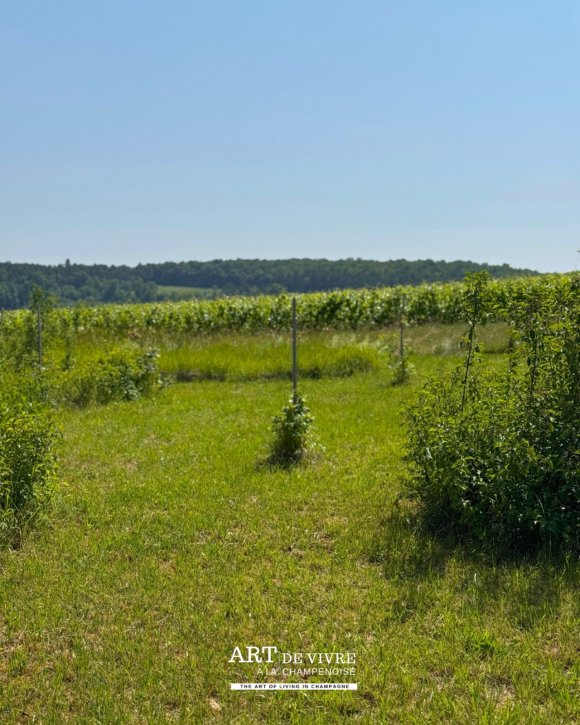 Point de vue panoramique aménagé dans le vignoble de Baroville