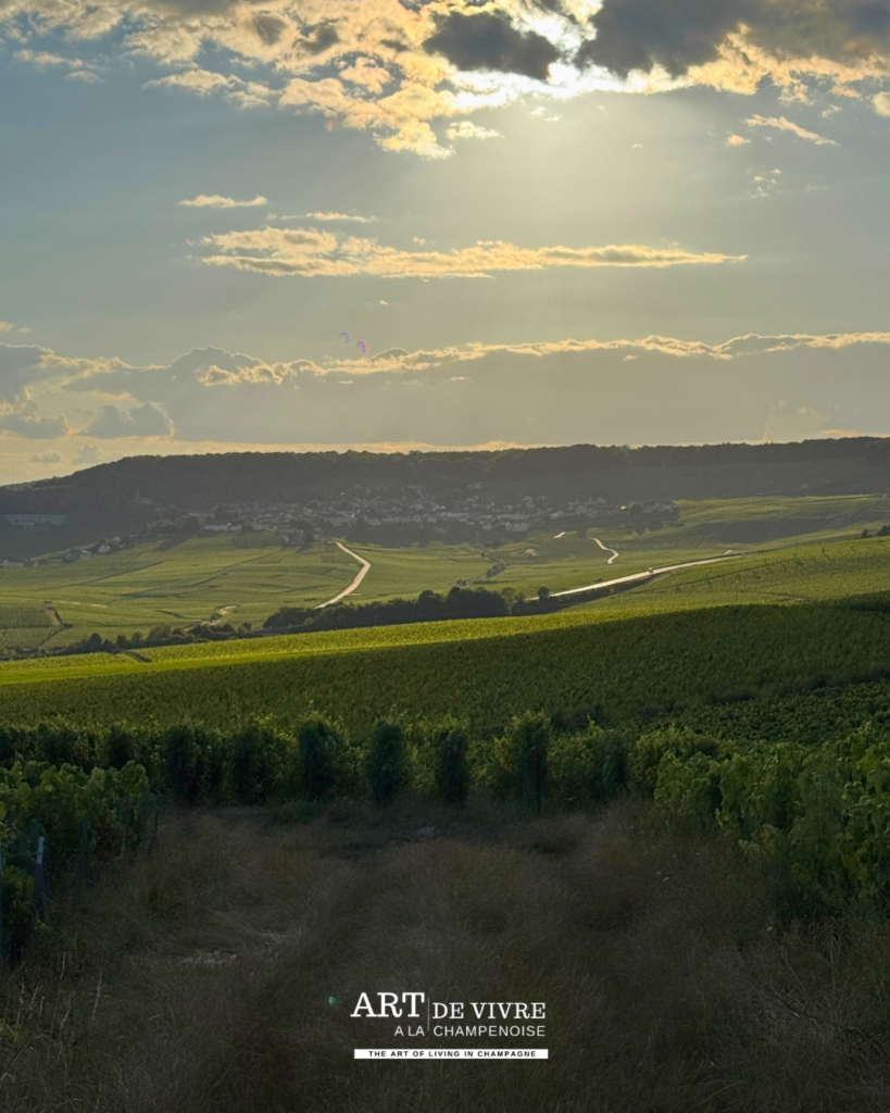 Vue sur le vignoble de Hautvillers depuis les hauteurs de Dizy