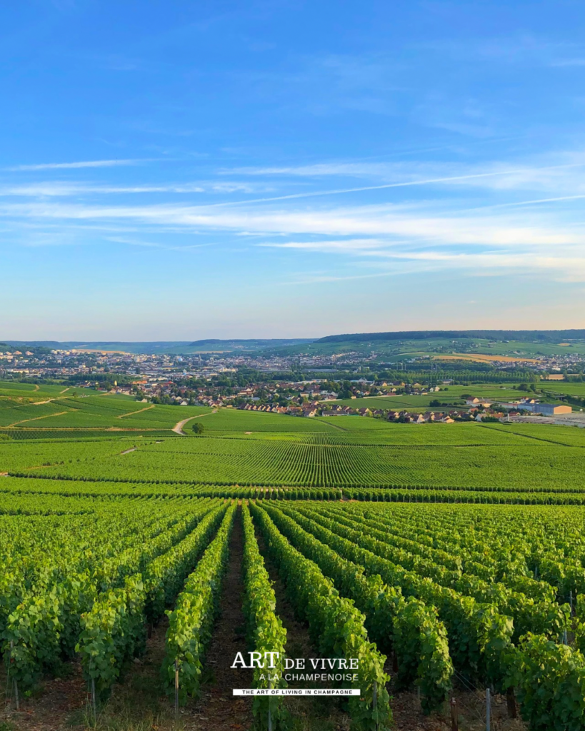 Paysage viticole entre Dizy, Champillon et Épernay
