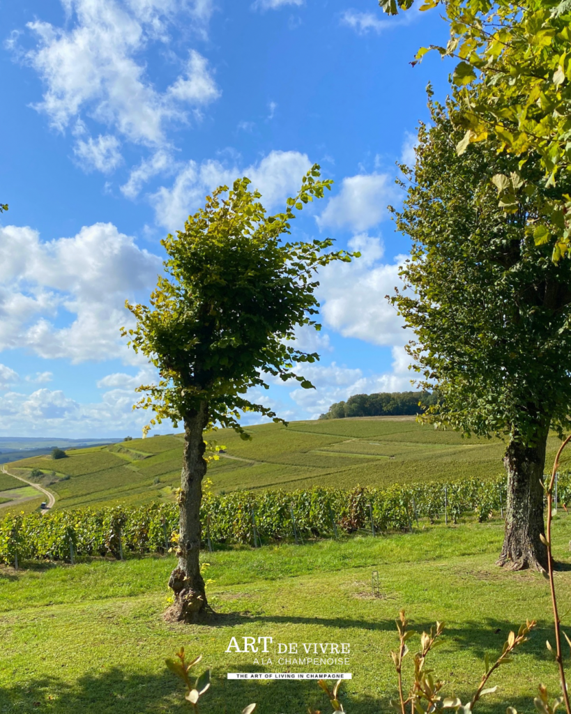 Paysage viticole observé depuis les hauteurs du village de Chatillon-sur-marne