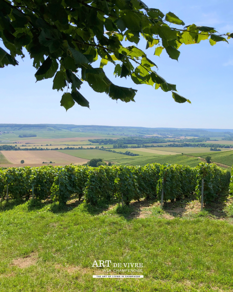 Vue sur les vignes et les villages autour de Dormans