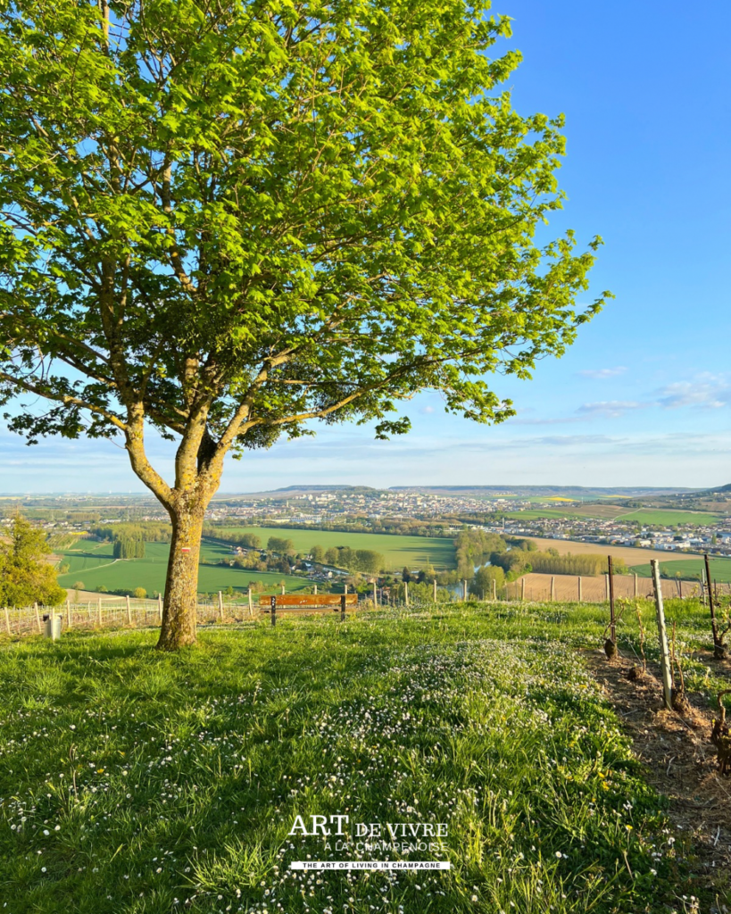Vignoble de Hautvillers avec Épernay et la Côte des Blancs à l’horizon