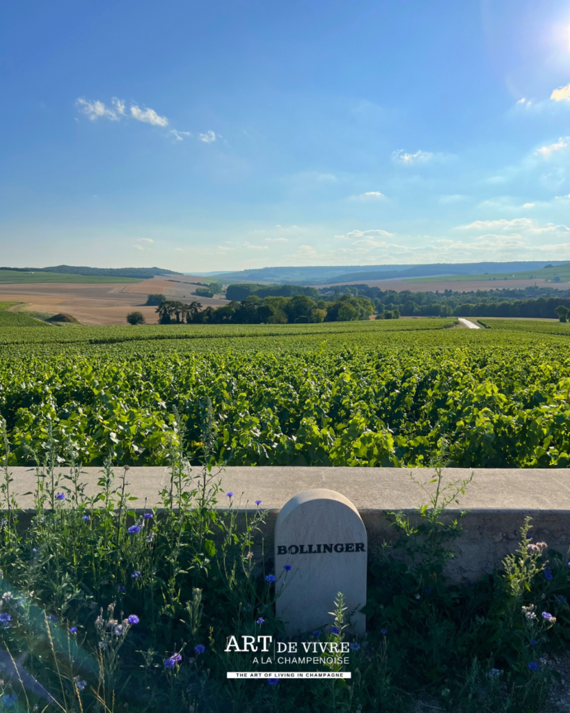 Point de vue aménagé entre Louvois, Ambonnay et Bouzy