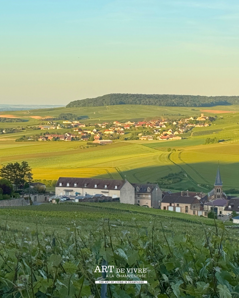Vue sur la Côte des Blancs depuis les hauteurs de Monthelon