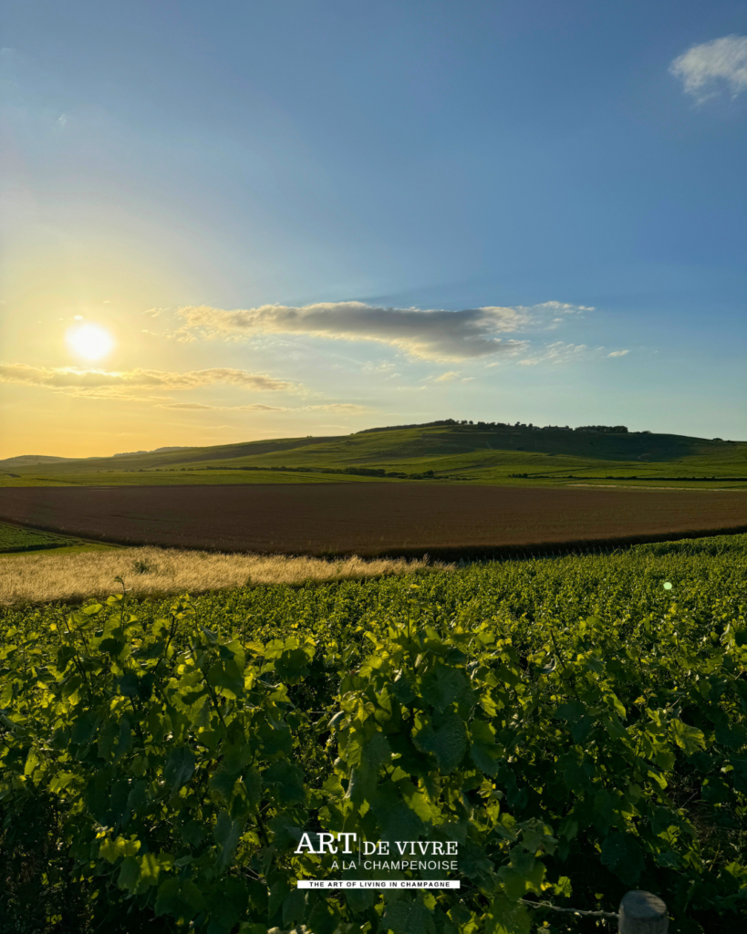 Panorama sur Mutigny et le vignoble autour