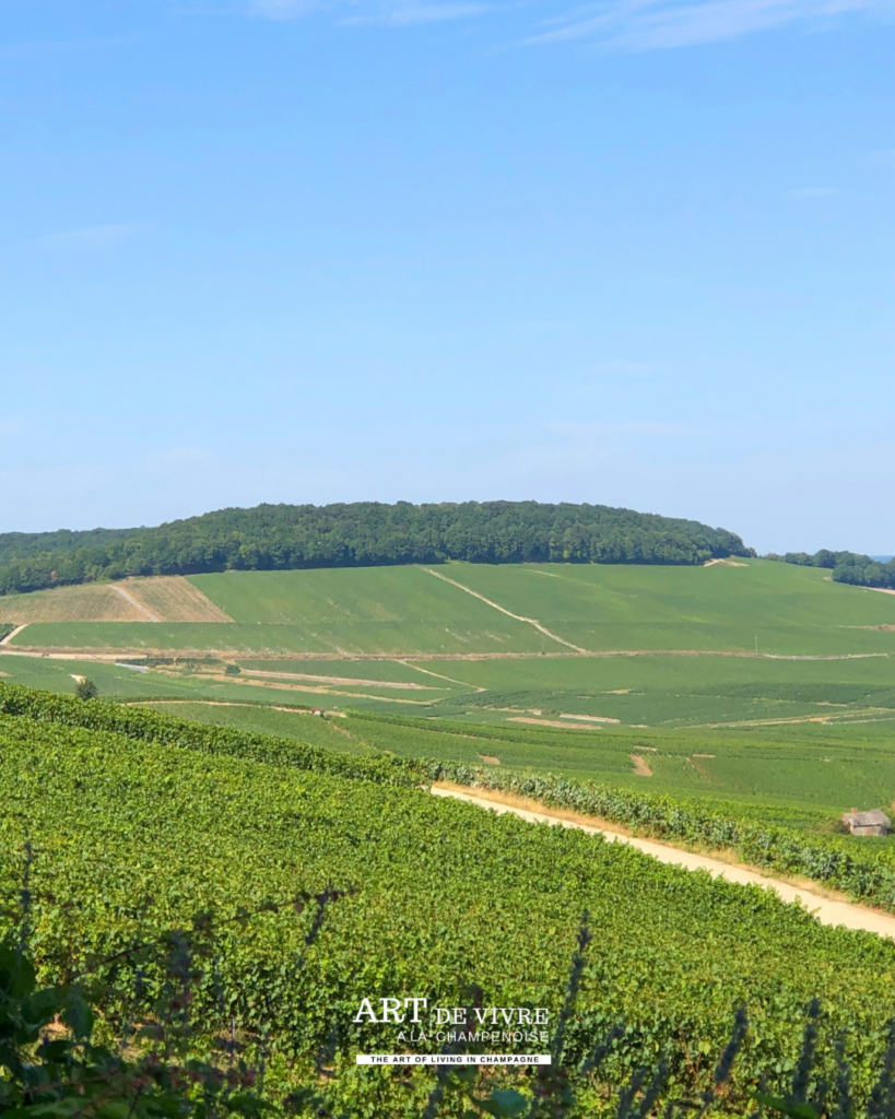 Le vignoble de Cramant depuis le parc Vix à Avize