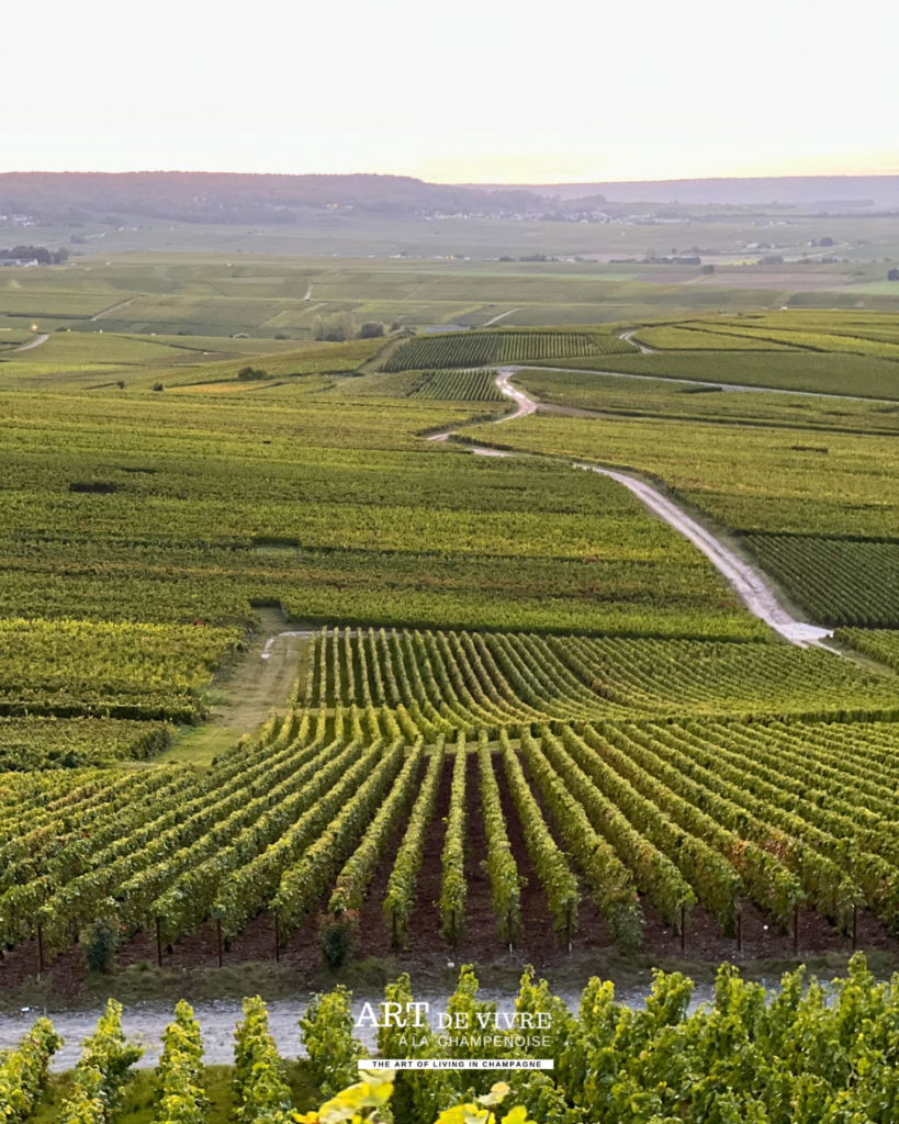 Le vignoble de champagne vue depuis le moulin de Verzenay