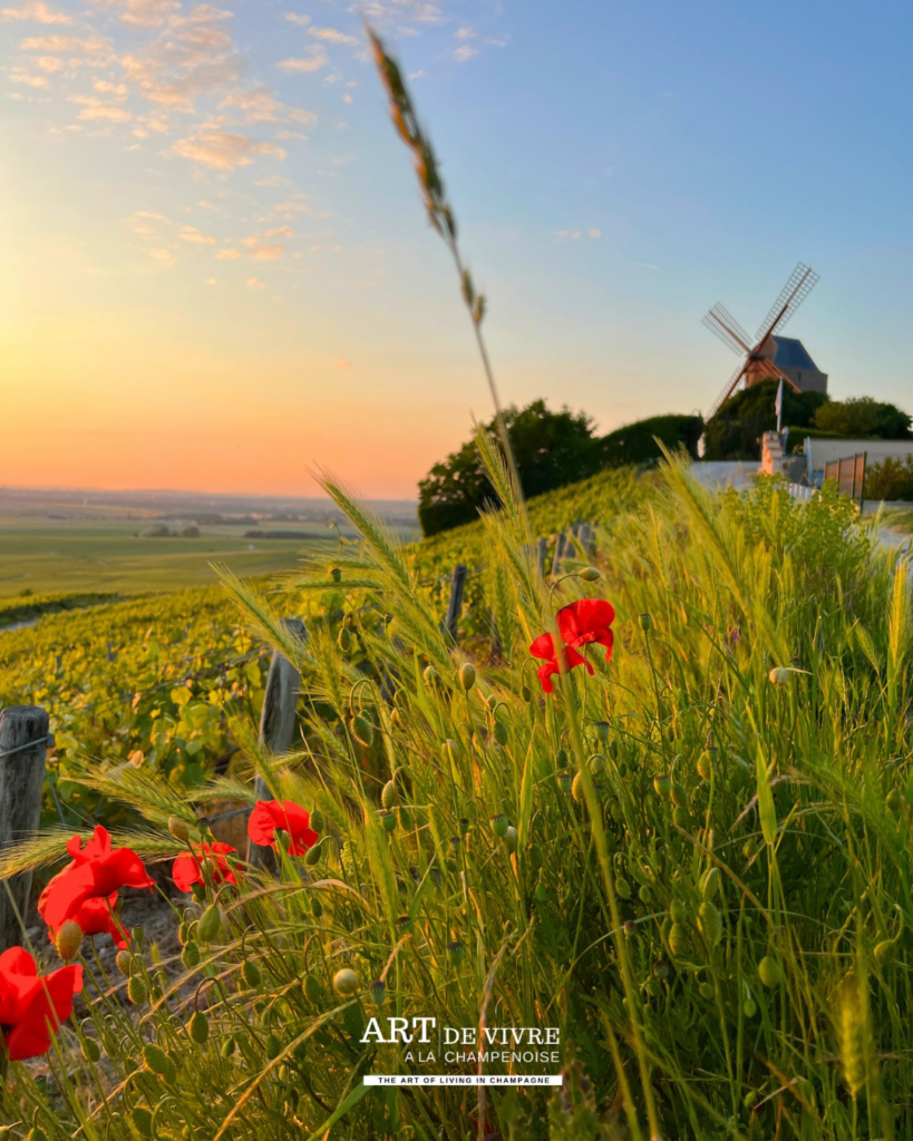 Le moulin de Verzenay en été, propriété du Champagne GH Mumm