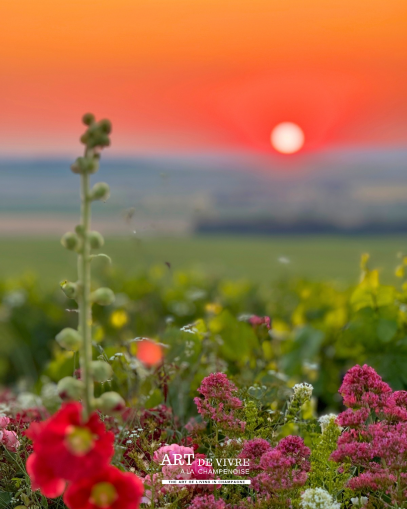 soleil couchant sur les vignes depuis le moulin de Verzenay