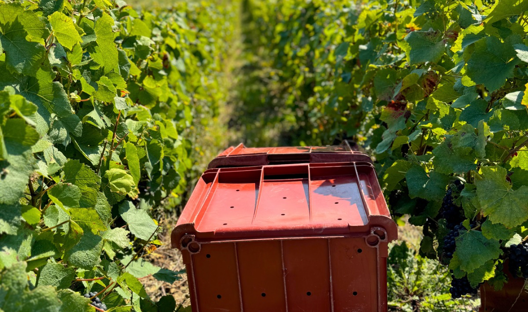 Vendanges 2026 : un record historique de précocité en Champagne