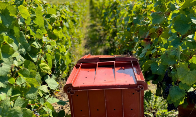 Vendanges 2026 : un record historique de précocité en Champagne