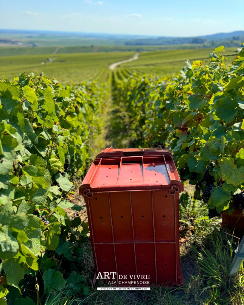 caisse pour cueillette manuelle du raisin dans un vignoble champenois