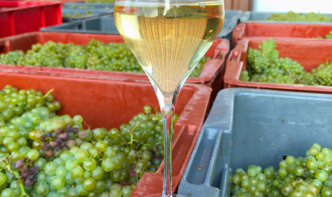 Vendanges 2026 : ce que signifie le rendement fixé à 8 800 kg/ha