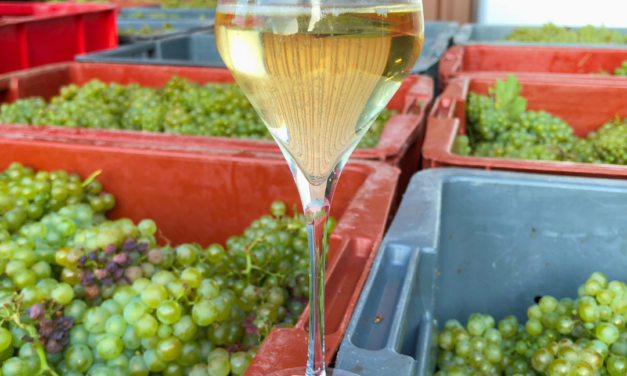 Vendanges 2026 : ce que signifie le rendement fixé à 8 800 kg/ha