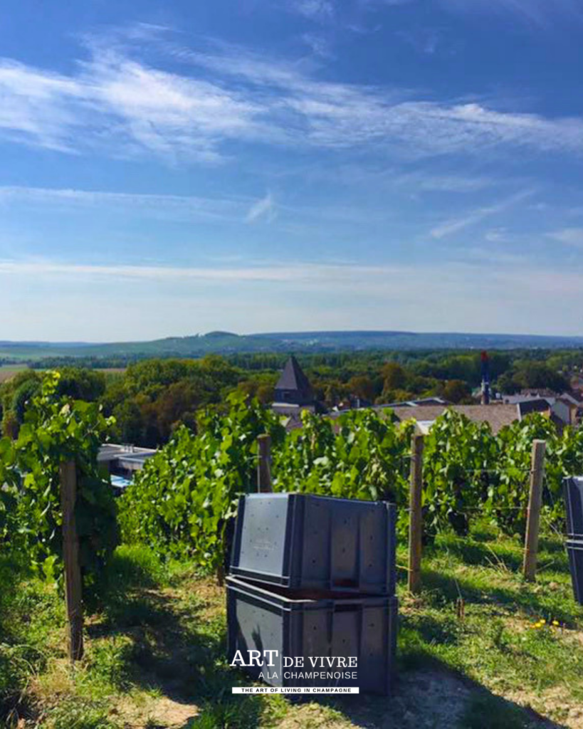 Caisses de raisins empilées dans les vignes de champagne