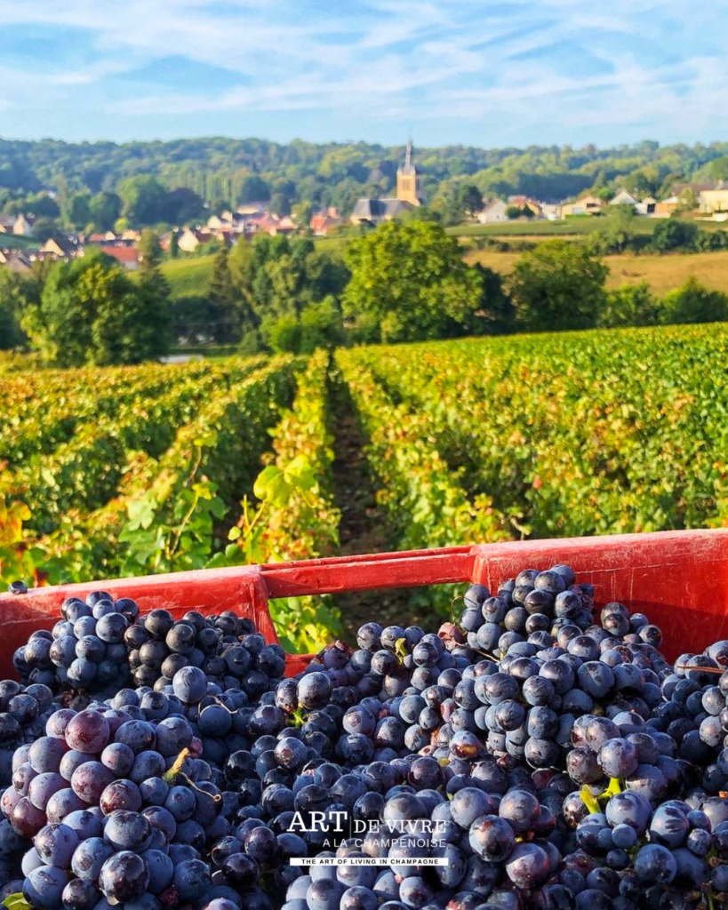Récolte du raisin dans une exploitation viticole champenoise