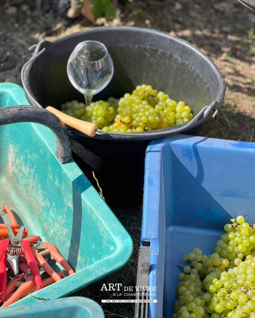 Panier rempli de grappes de raisin fraîchement récoltées en Champagne