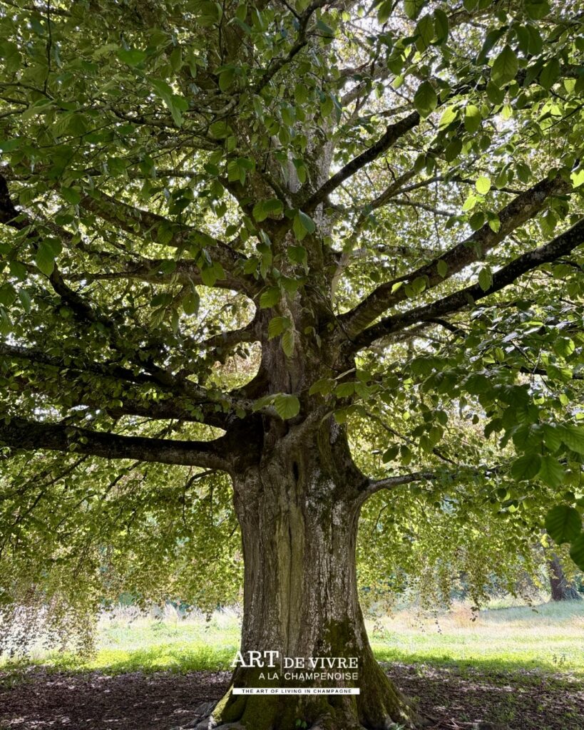 Arbres centenaires dans le parc du Château d’Étoges