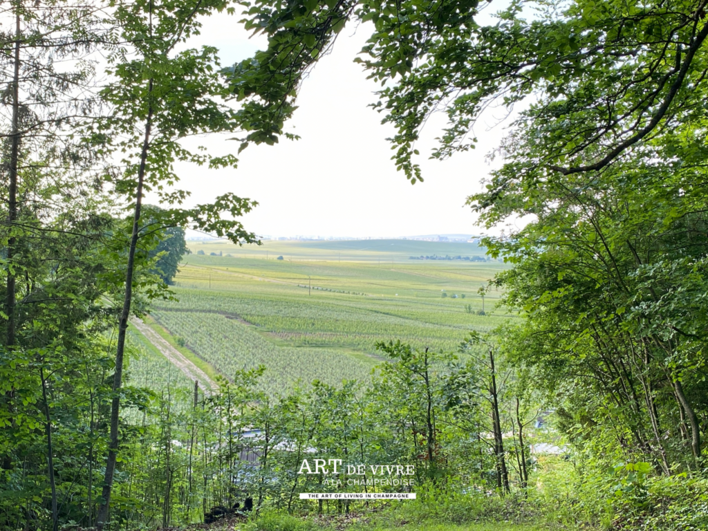 Vue sur les vignes depuis le pac du domaine du Chalet